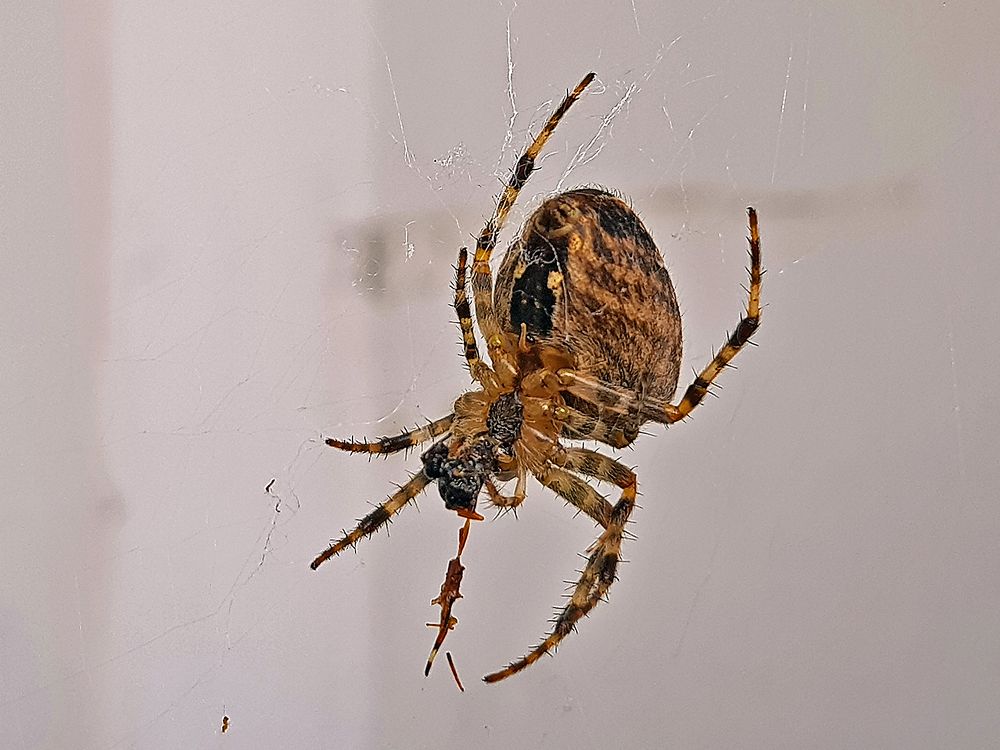 Где ж ты, Муха-Цокотуха?