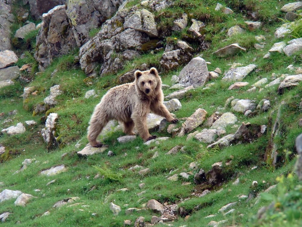 Встреча в горах