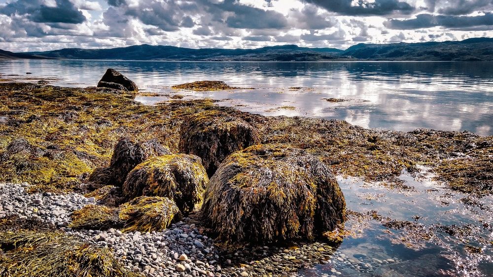 Фукус на берегу Баренцева моря