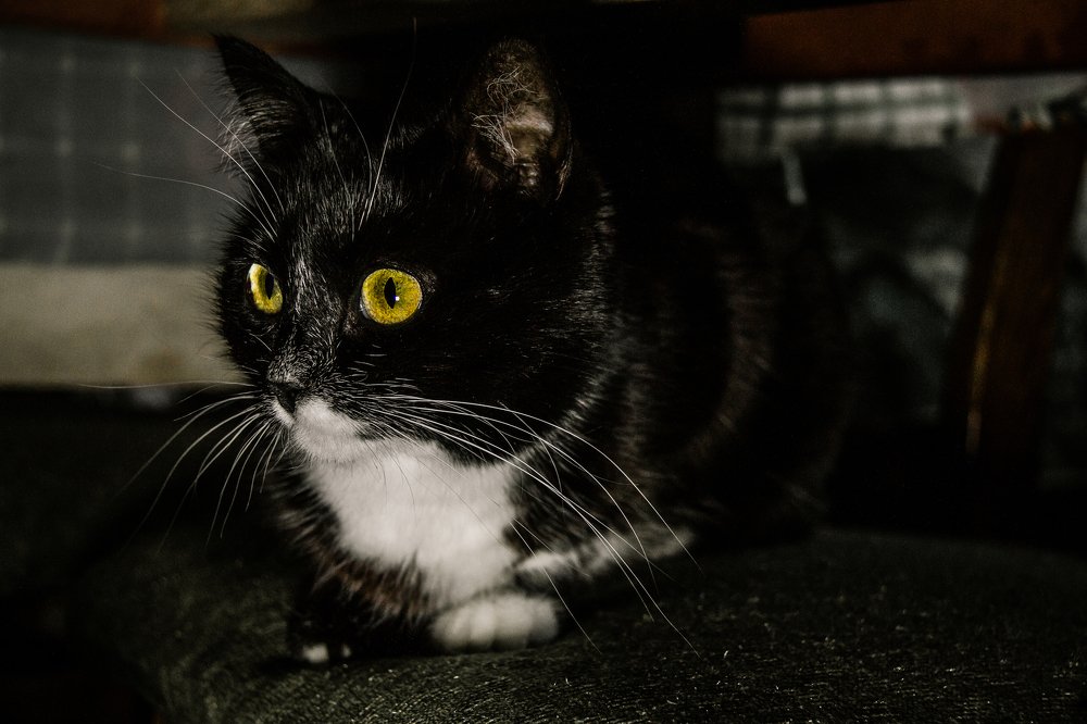 Пригрелась...