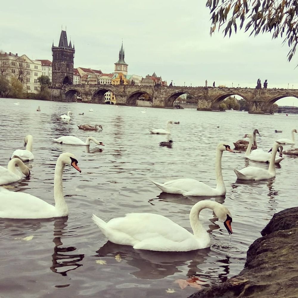 Карлов мост