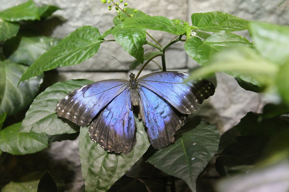 Morpho