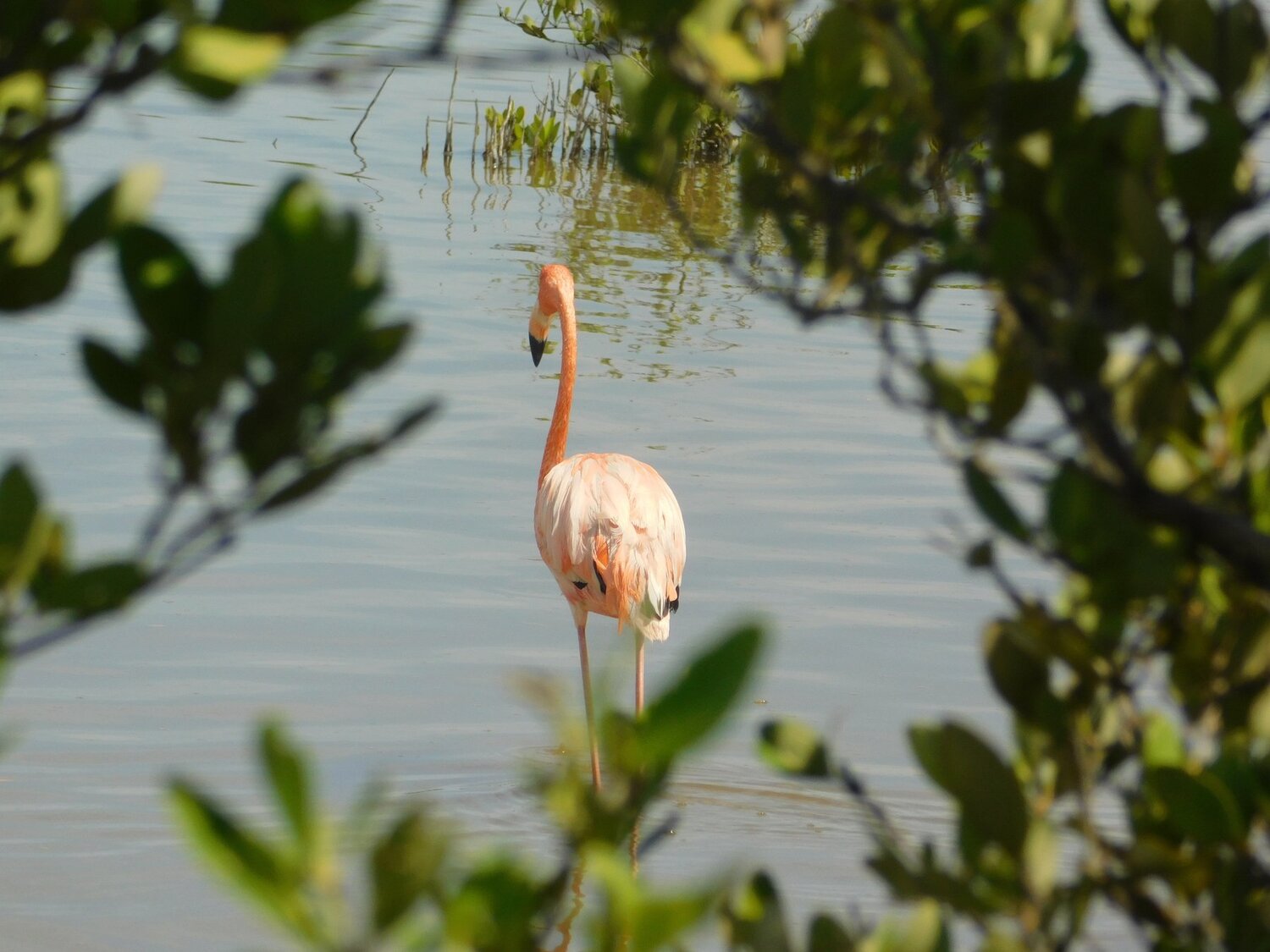 flamingos