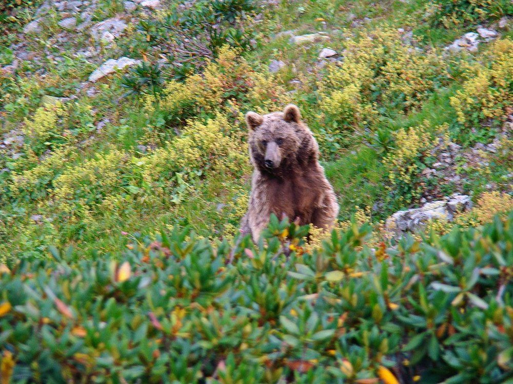 Демонстрация силы