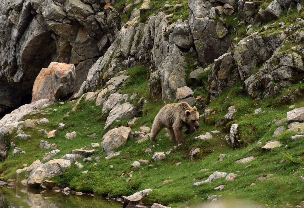 Решительность