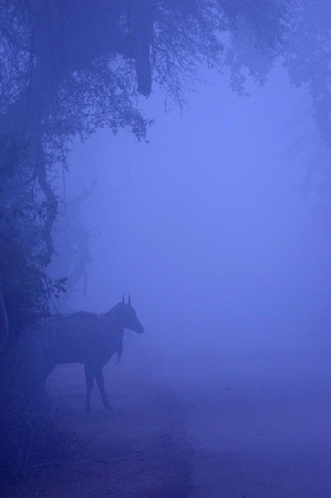 Bluebull in bluish hue