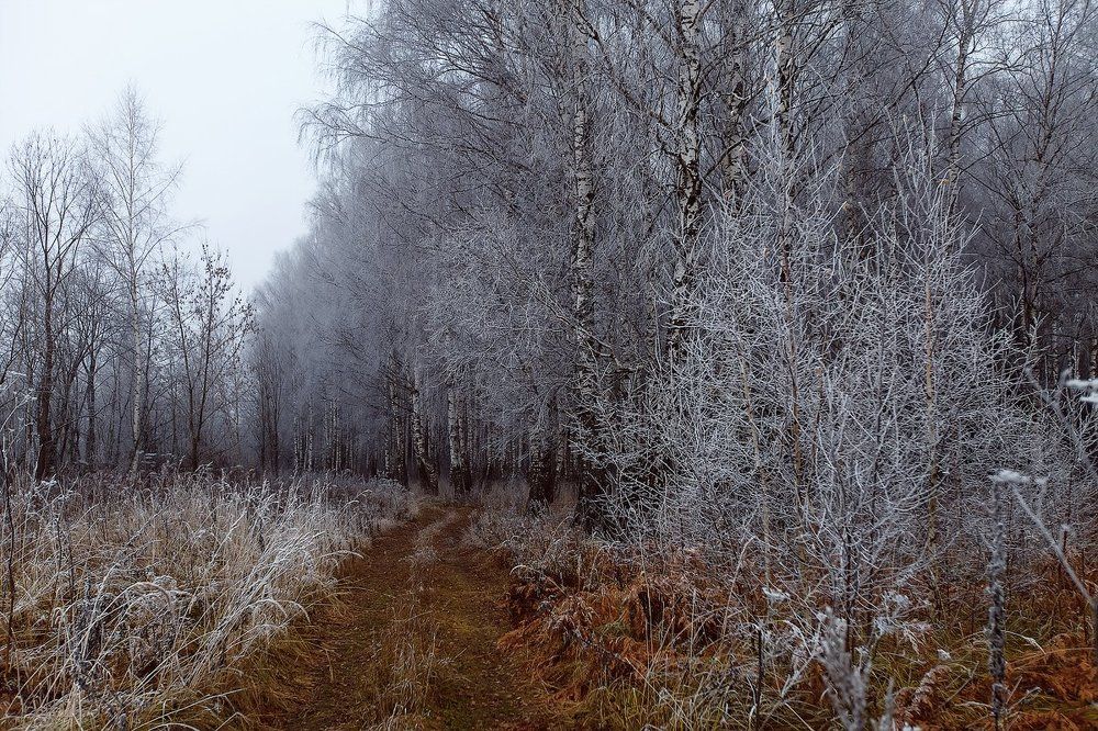 Туманная осень