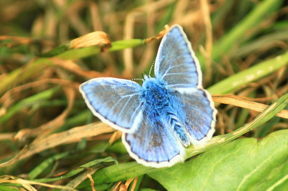 Голубянка Икар (самец)