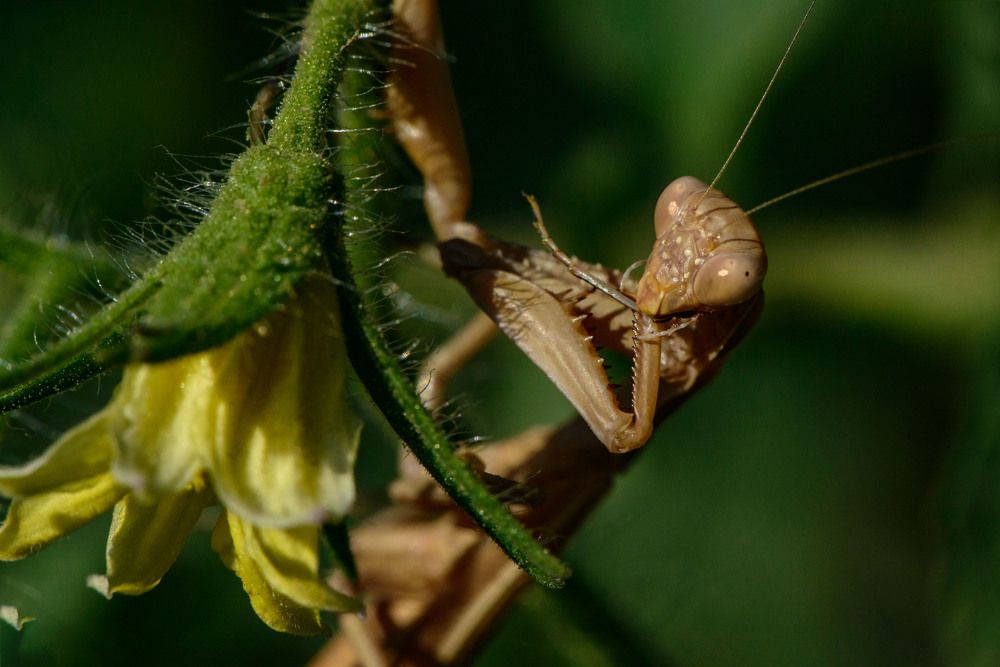 Тоже умывается