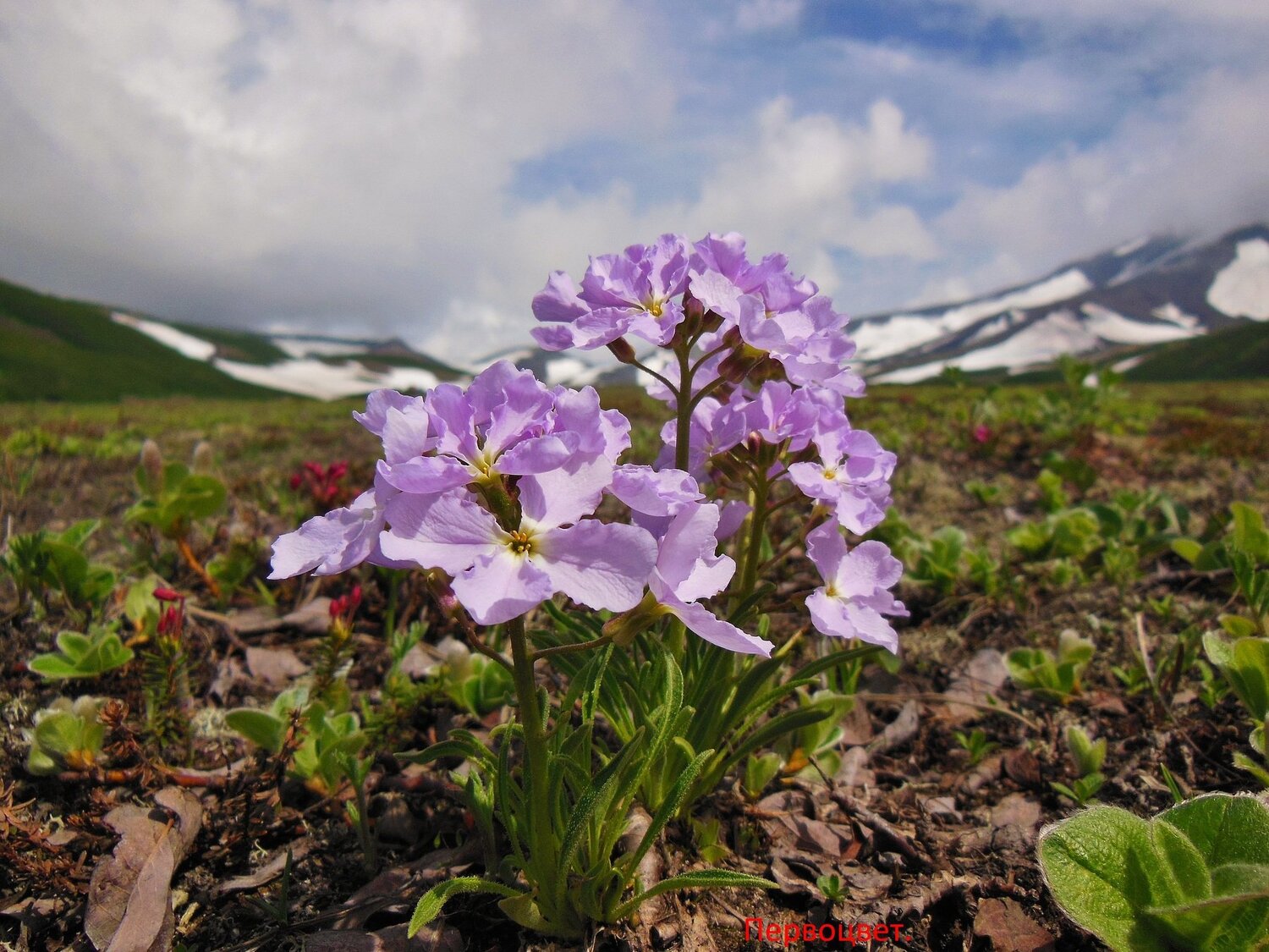 Камчатское лето