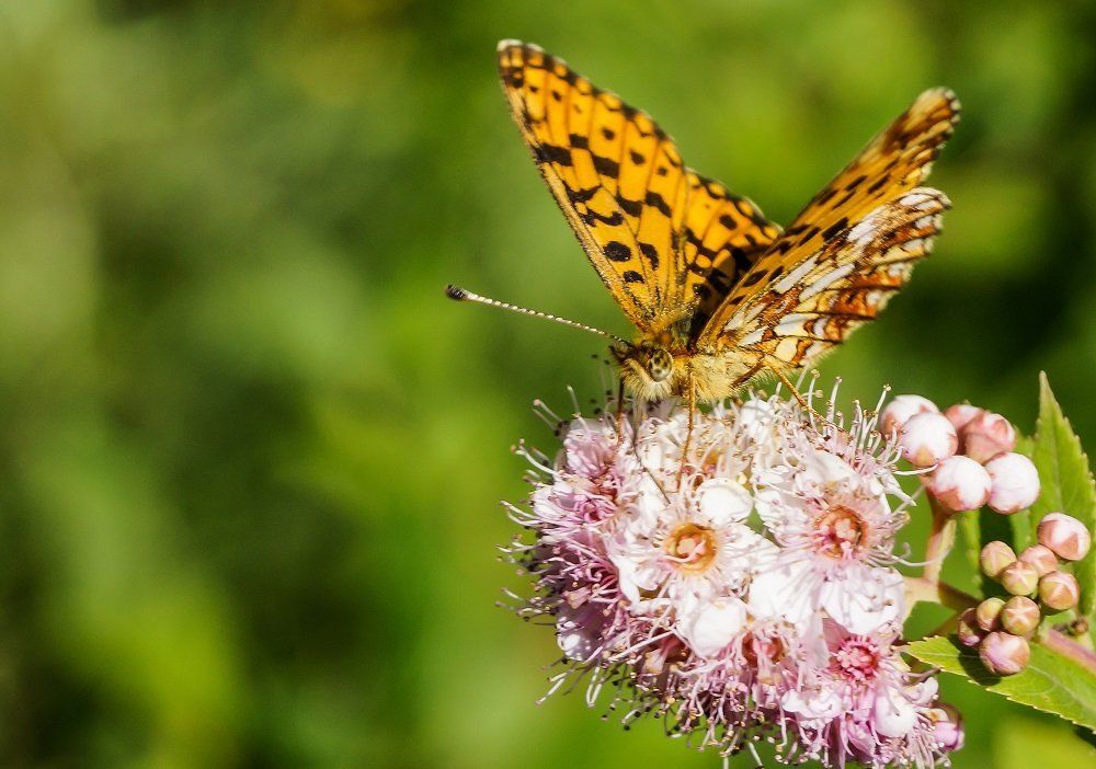 Любительница пыльцы