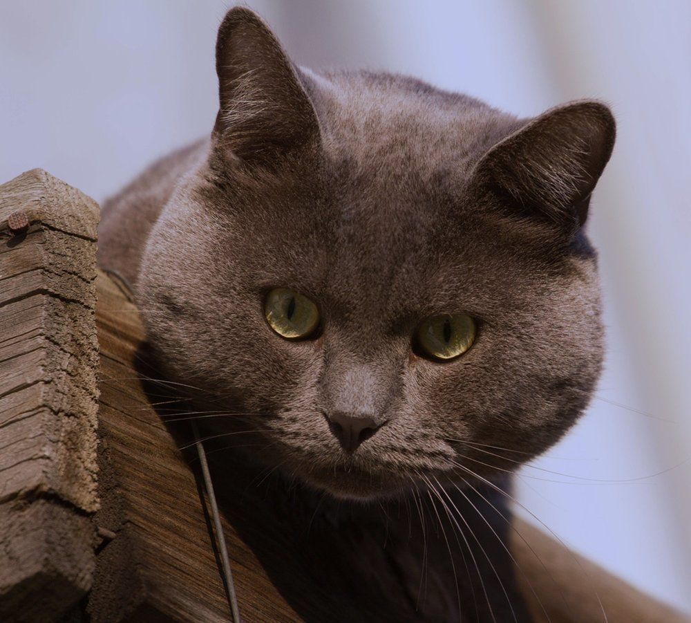 Кот-Бегемот