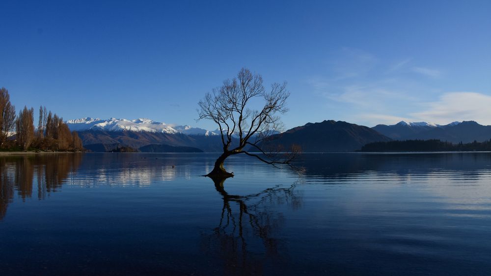 That Wanaka Tree New Zealand