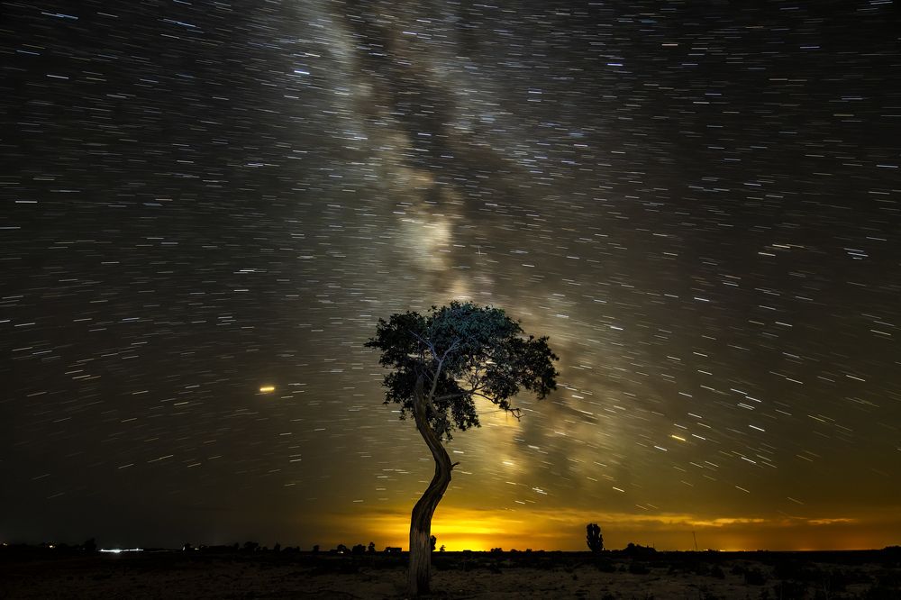 Мировое древо