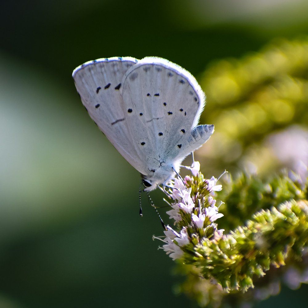 Голубянка весенняя