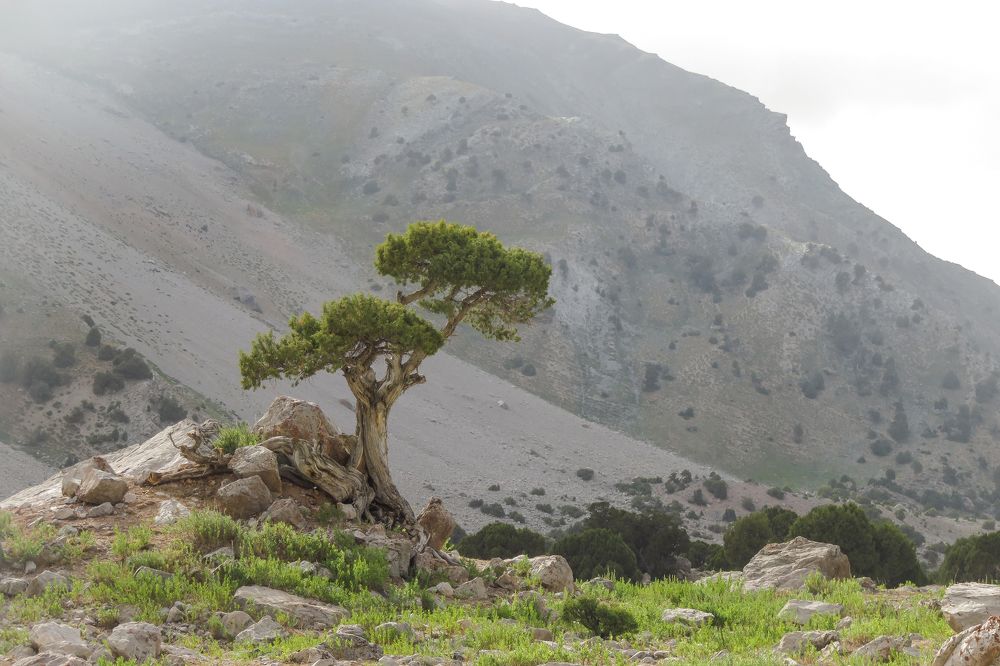 Реликтовая арча