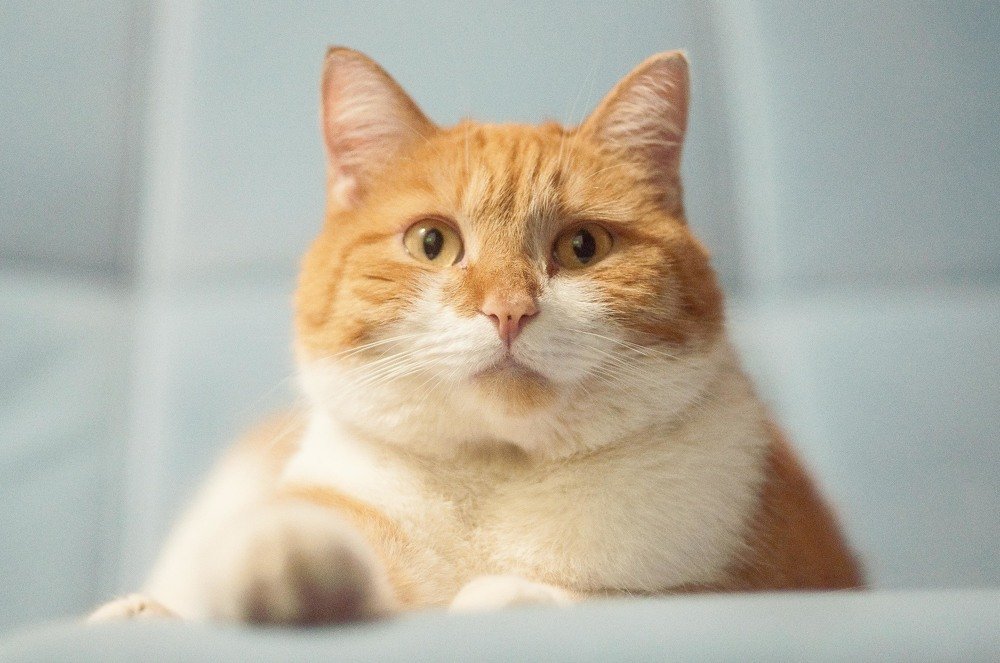 Мой солнечный друг!