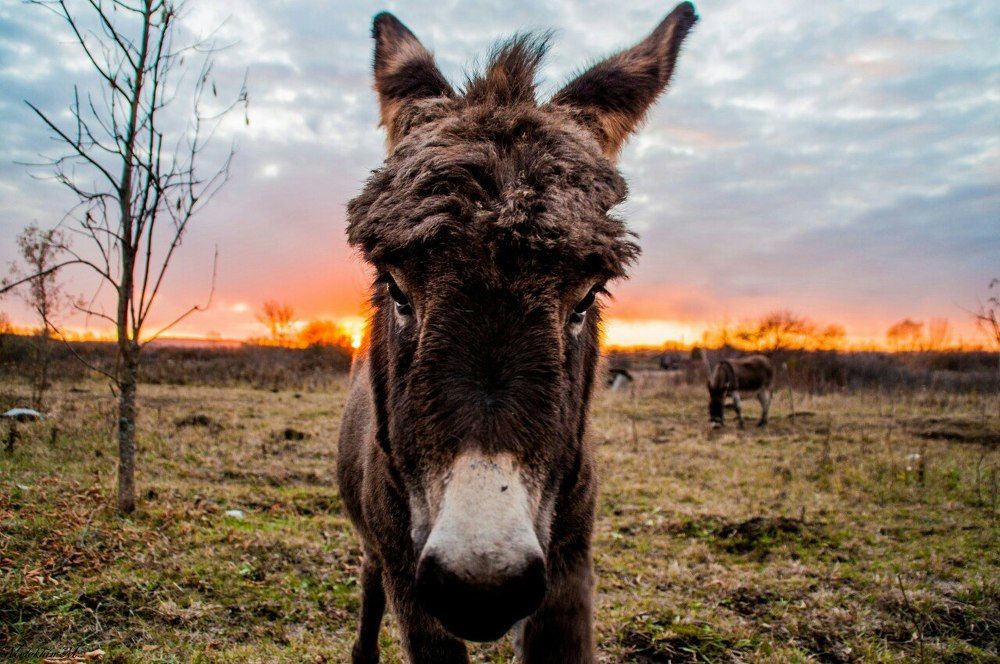 Ослик ИА!