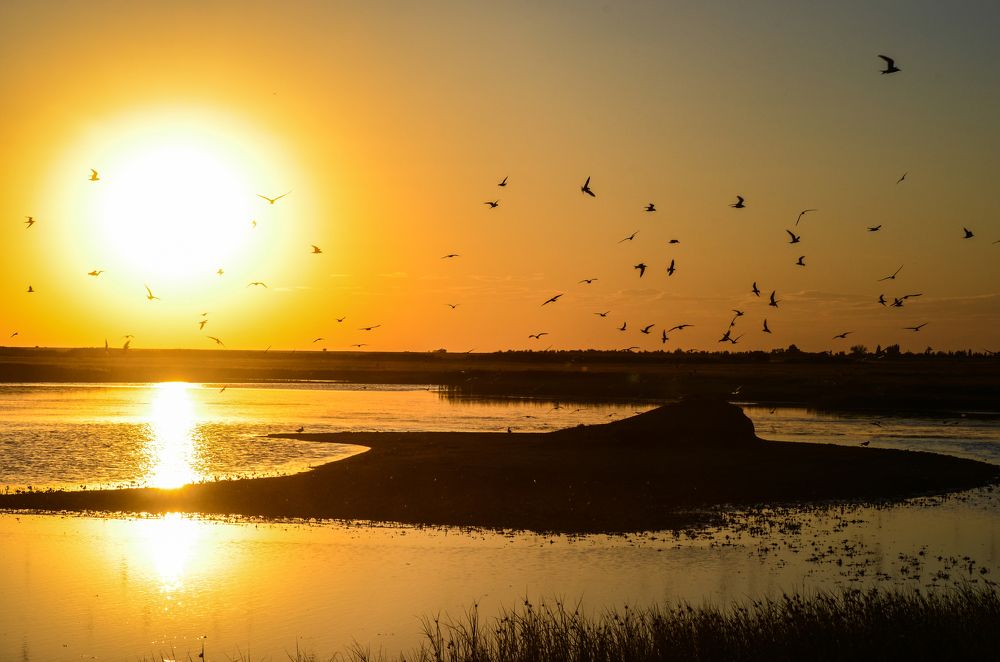 Птичий остров