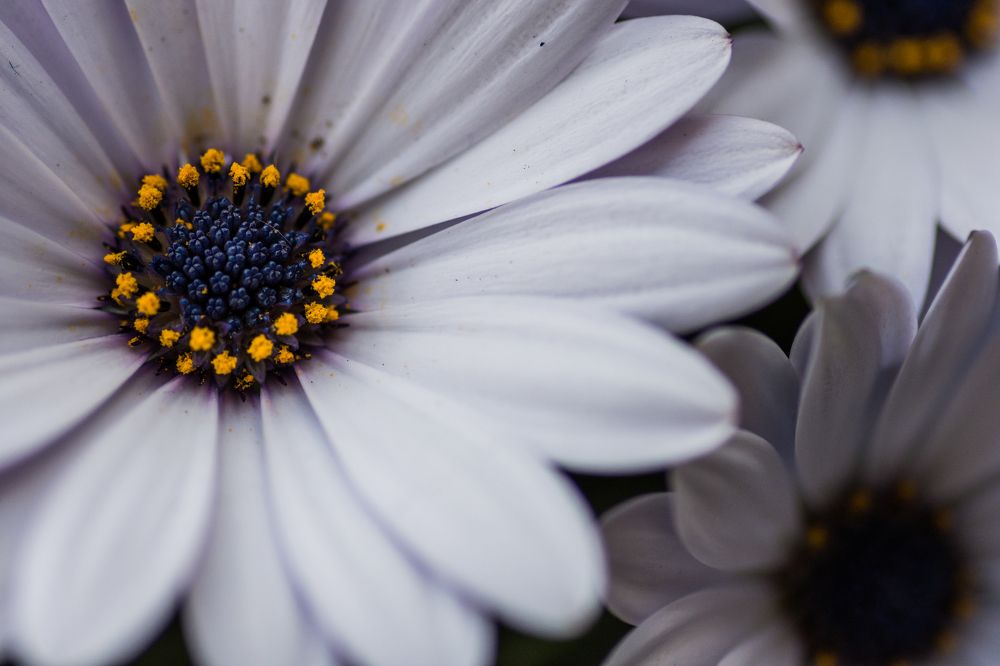 Daisies in English Garden