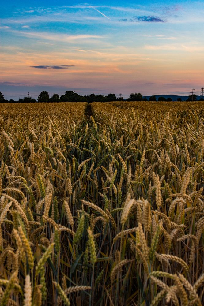 Wheatfield in Sulzbach