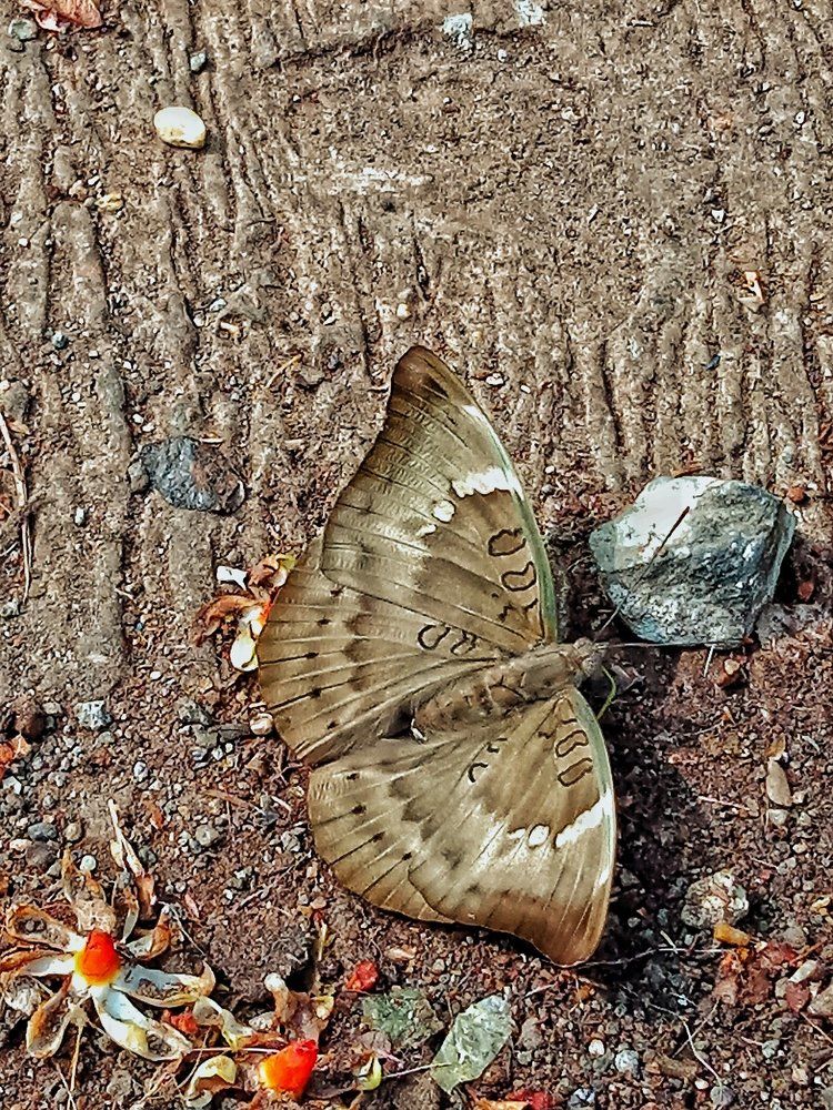 Butterfly on ground..
