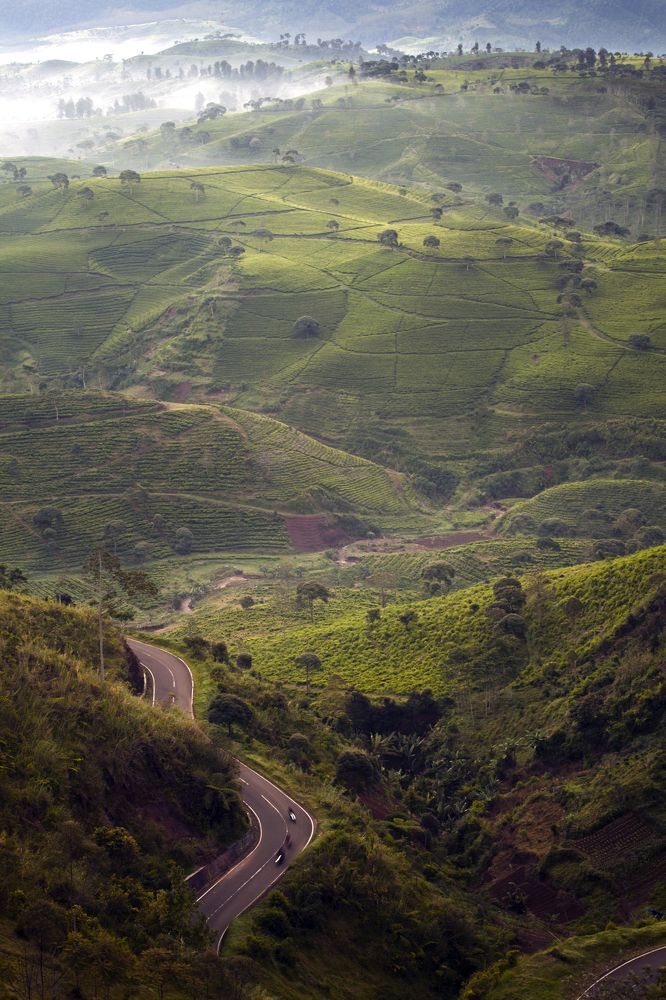 Tea plantation Cukul