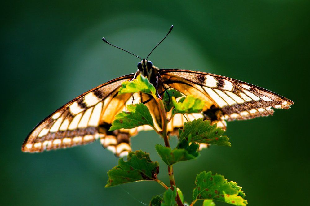 Бабочка на зеленом фоне.