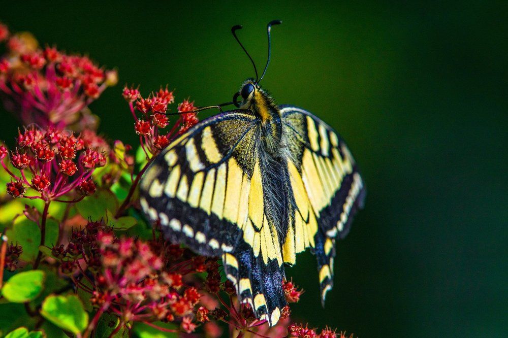 Бабочка и красный цветок.