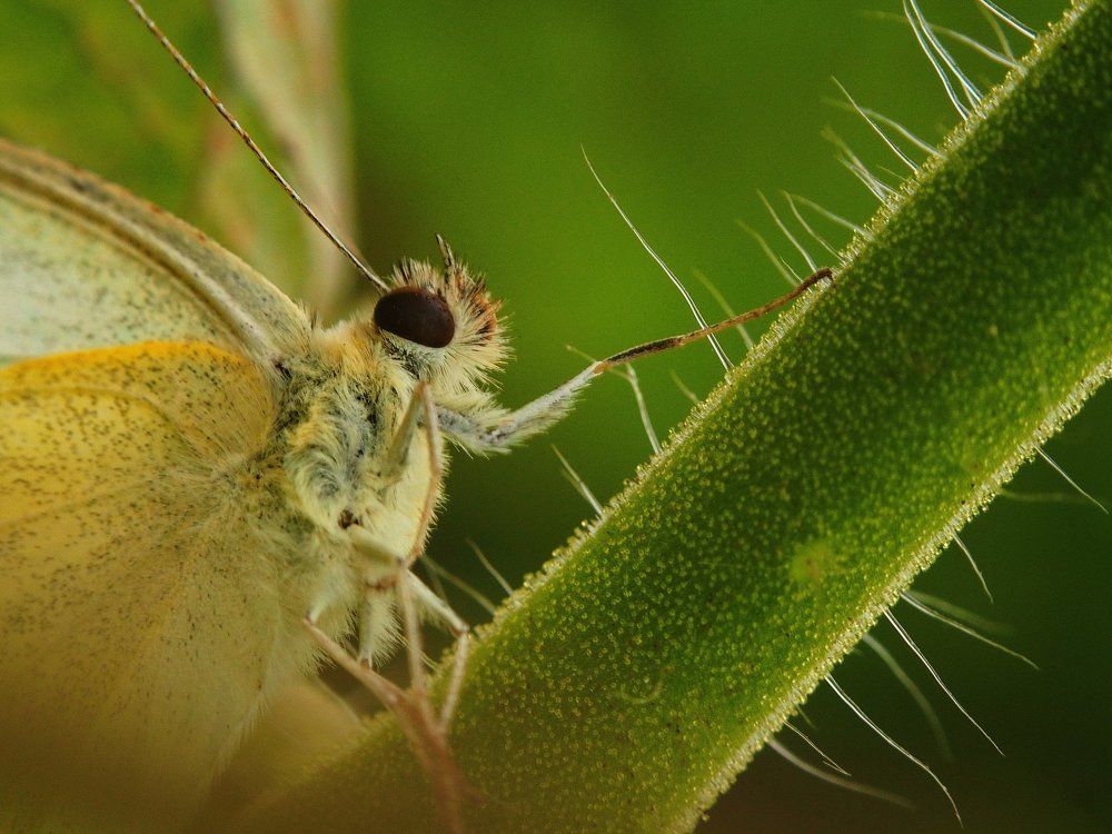 "Ах, какие глазки"