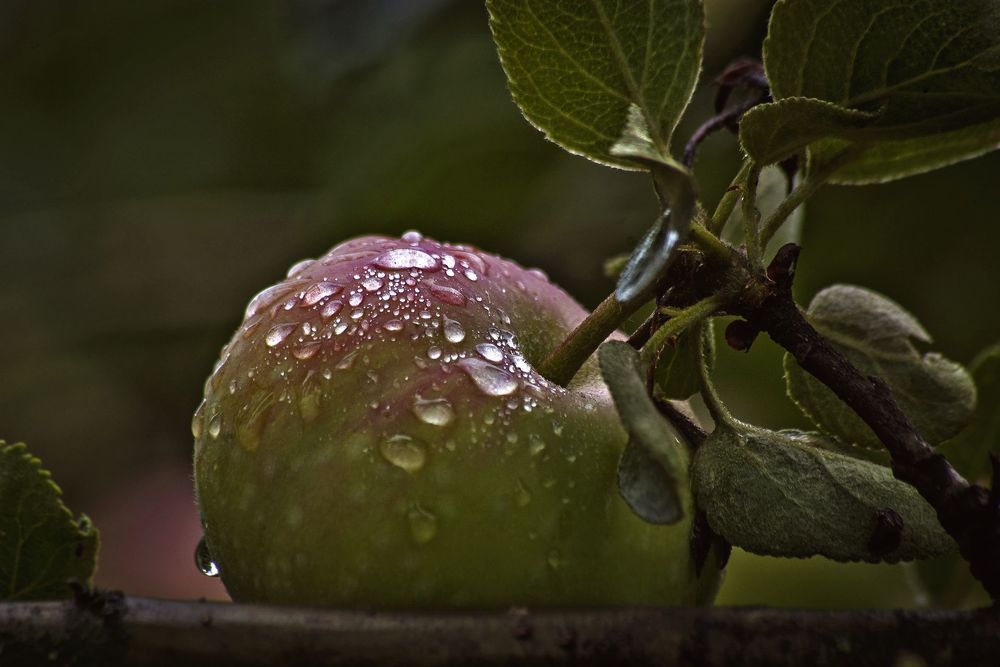 Подмоченное яблочко.