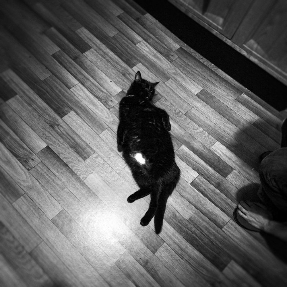 Кот Бегемот