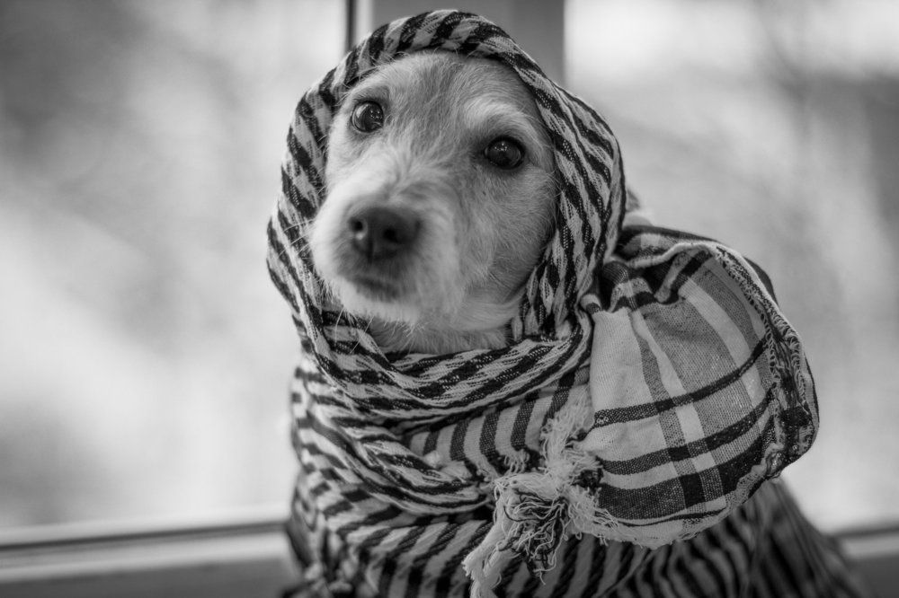 собачья меланхолия