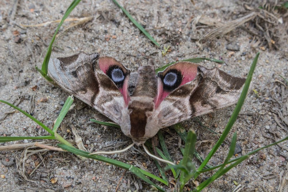 красивые бабочки