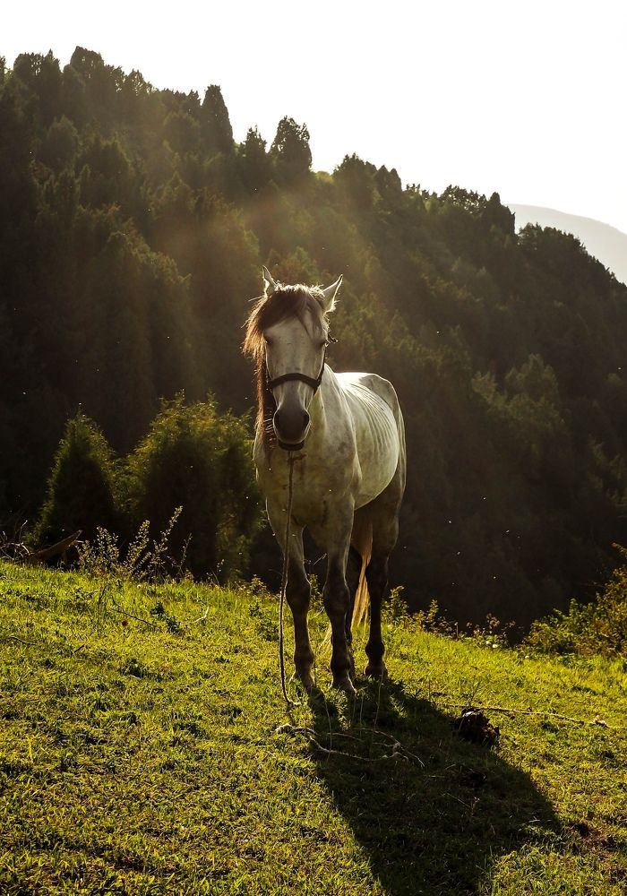 У этой лошадки есть квест для тебя