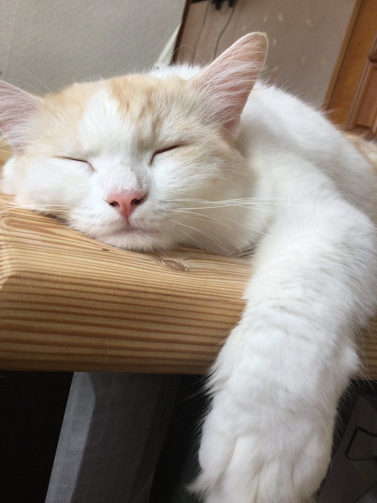 Кот