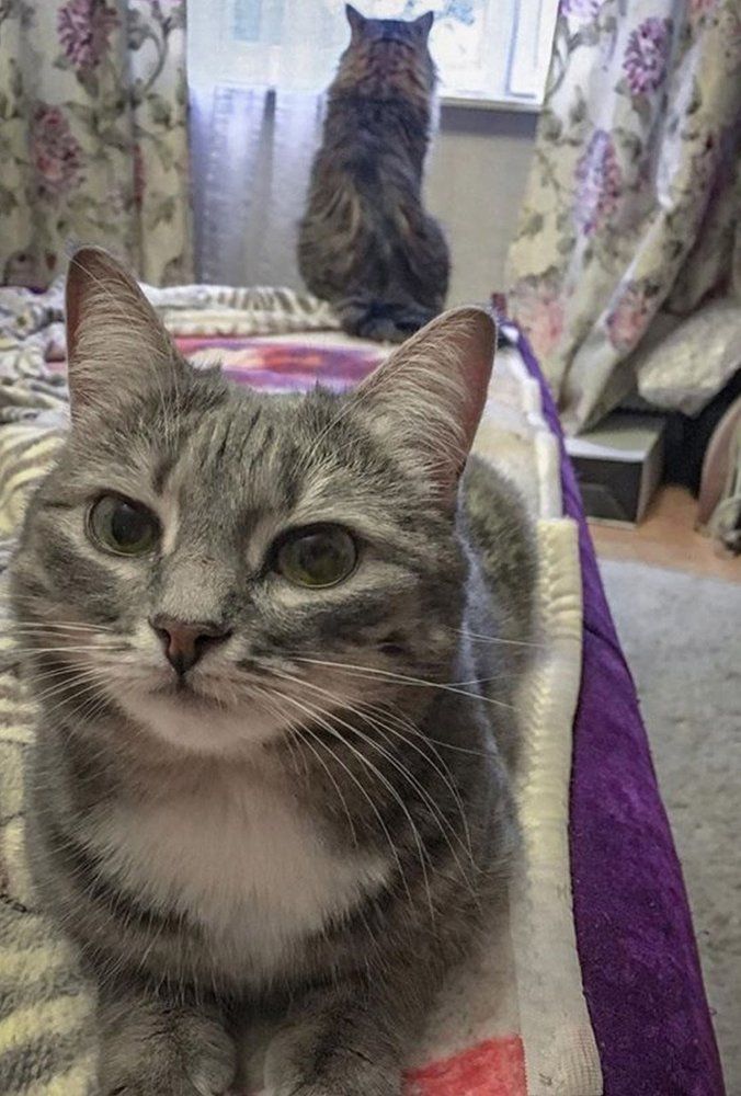 Домашние коты