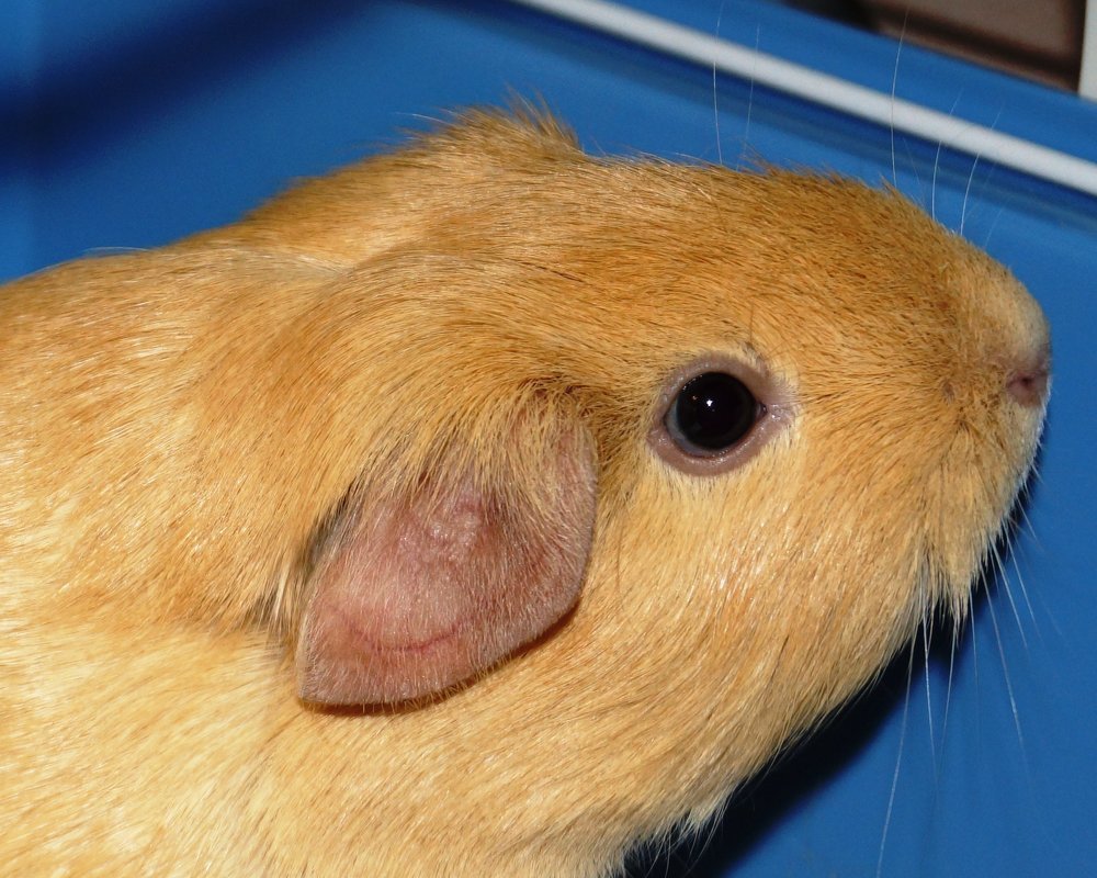 Любимица семьи.