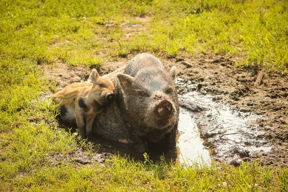 Мать и дочь