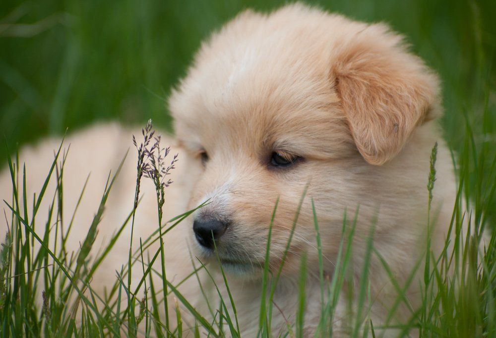 Собака Мира