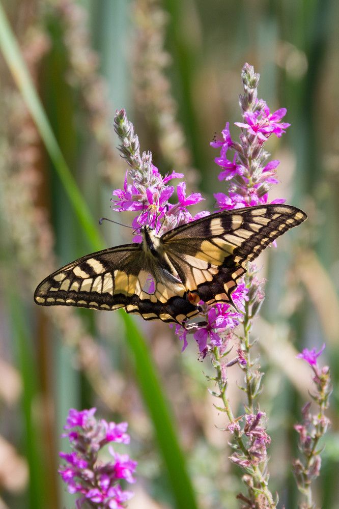 красавица-бабочка и розовый цветок
