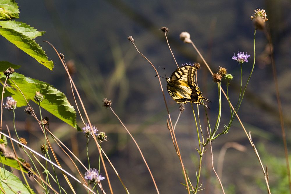 летящая бабочка