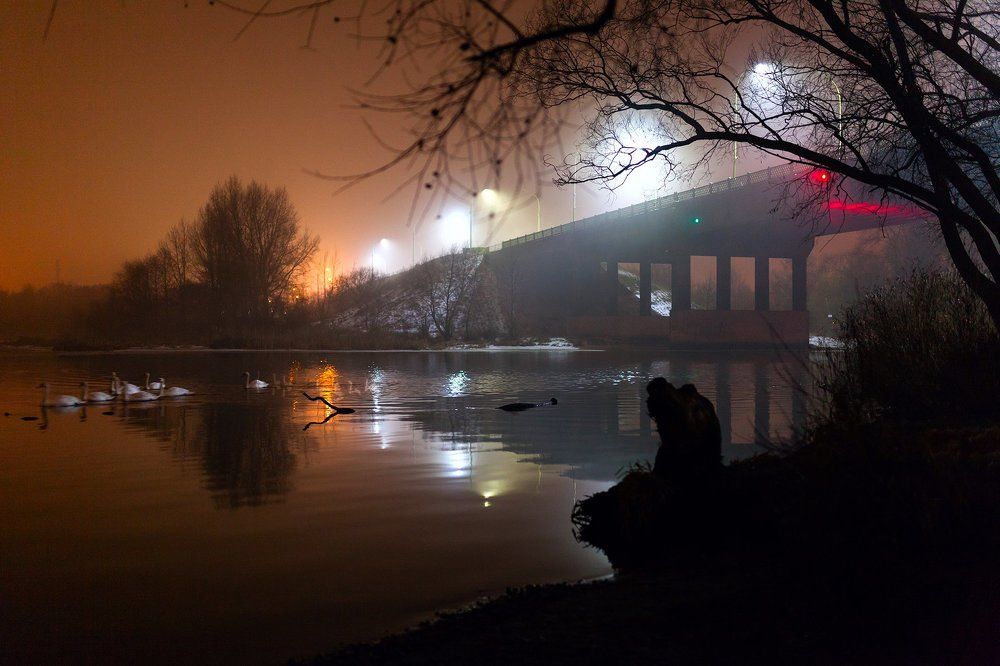 Мост, лебеди и бревно.