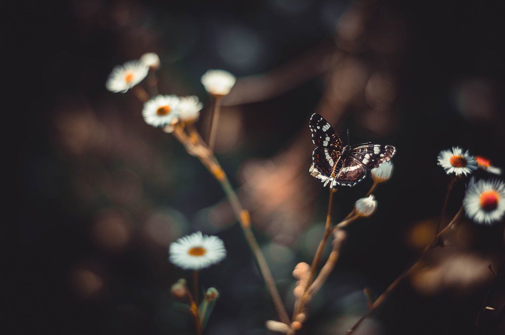 Photograph by Карпова Валентина