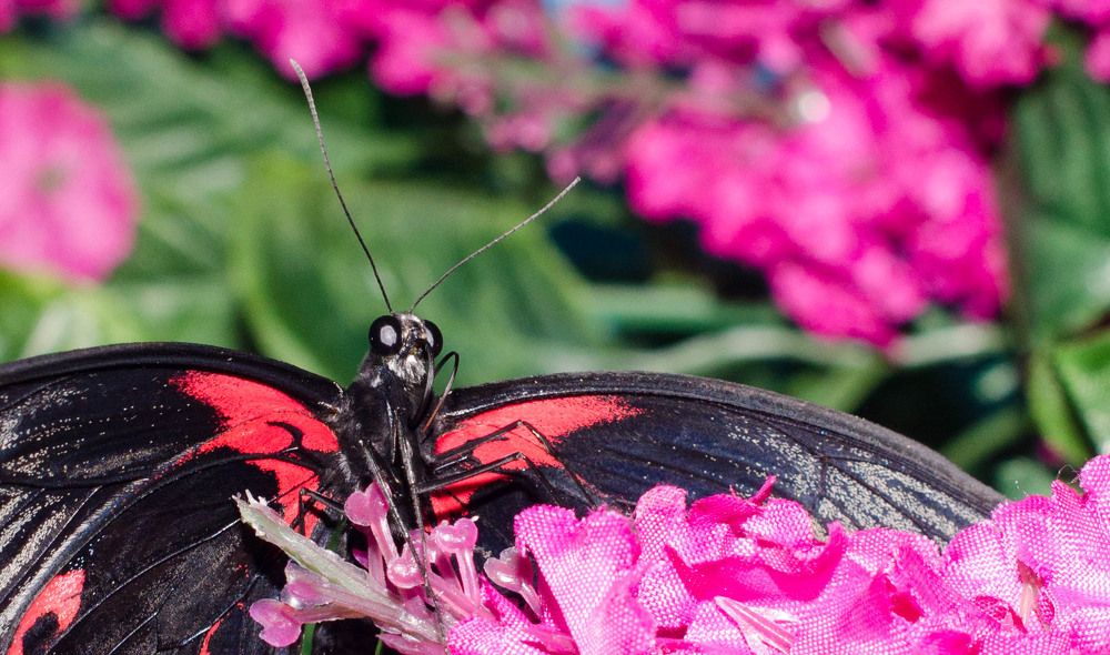 Фотография автора Гера Восьмая