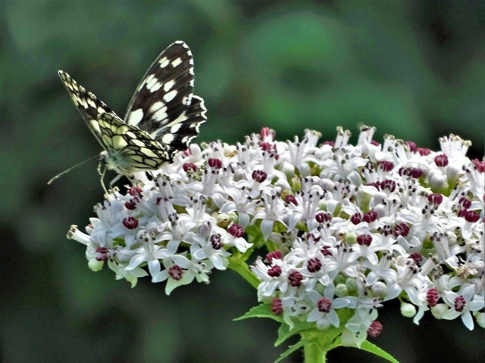 Пеперуда от с.Крамолин,Севлиевско