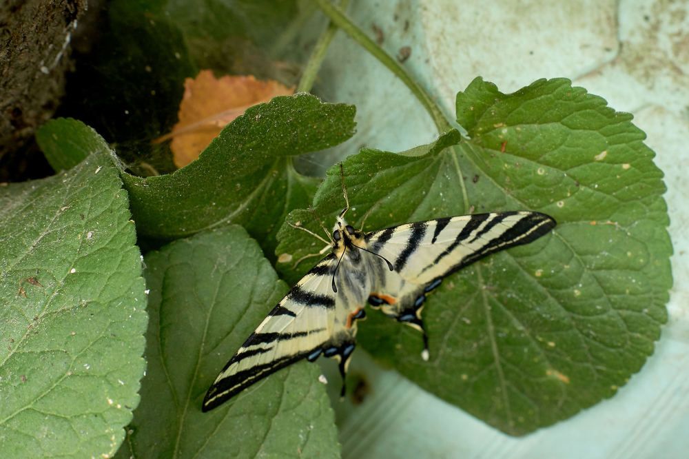 Photograph by вадим аврахов