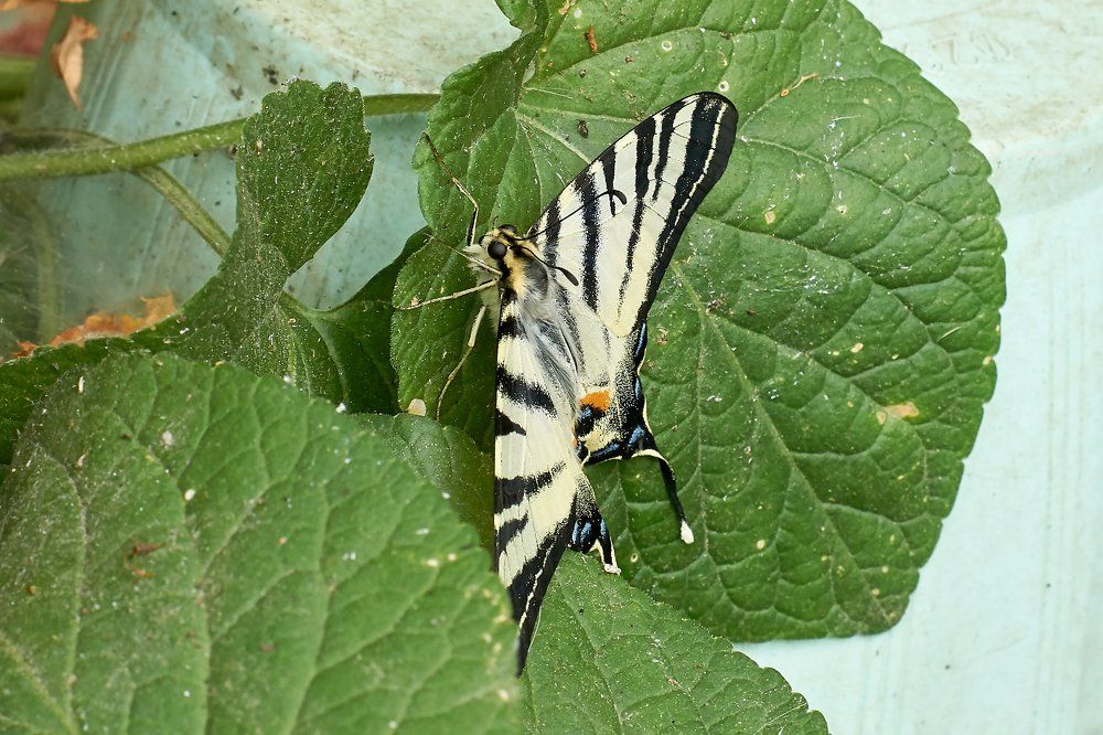 Photograph by вадим аврахов