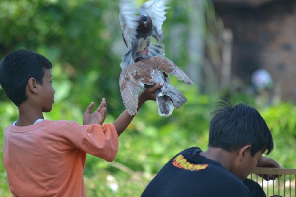 Racing Pigeons