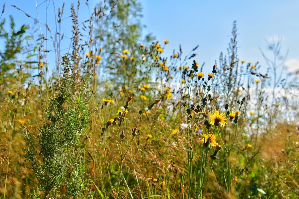 Русское поле